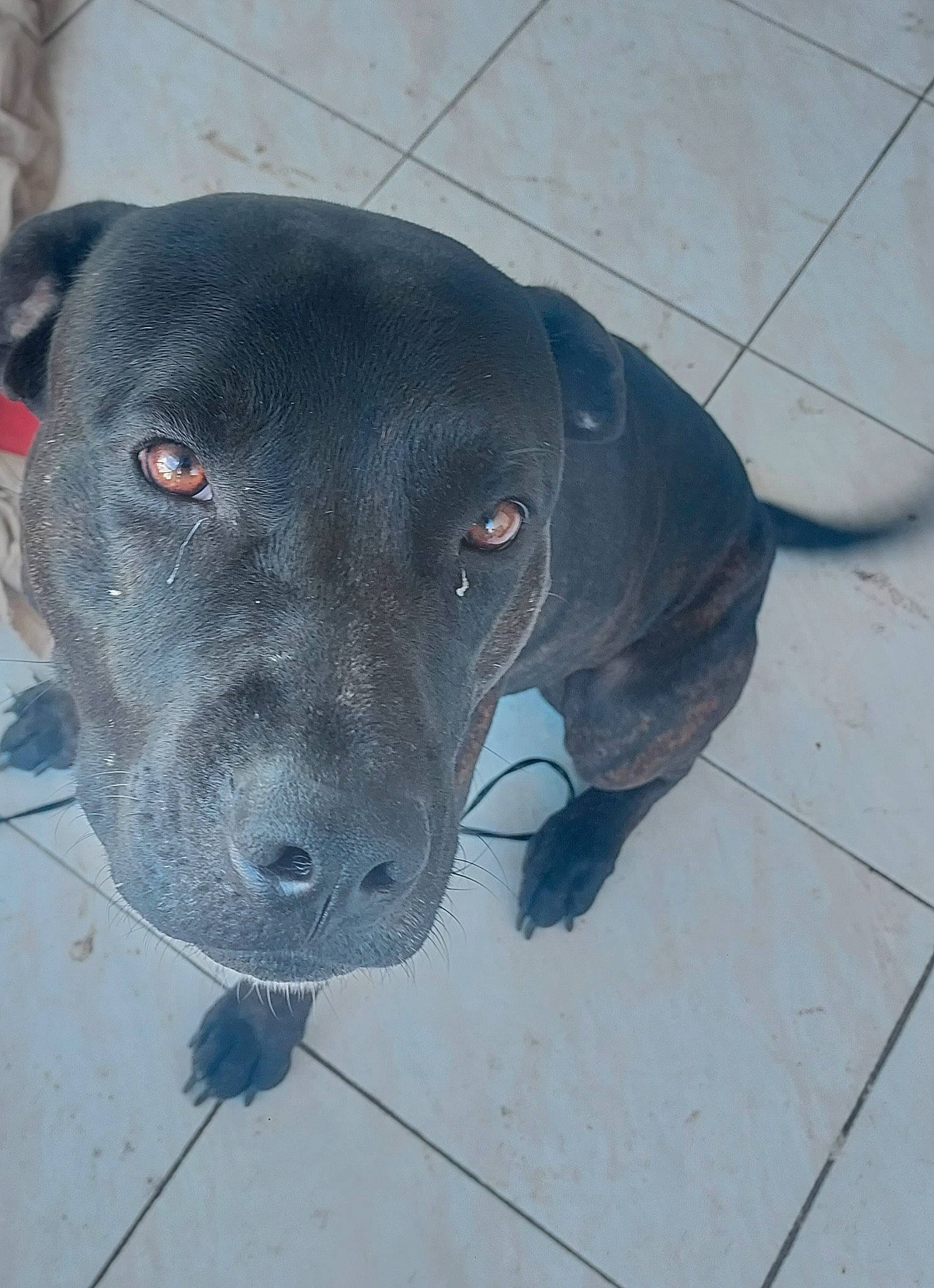 Kenbool participe au concours pour gagner de l'argent avec cette photo : art, borador, canidae, carnivore, collar, companion_dog, concrete, dog, dog_breed, dog_collar, electric_blue, flooring, grey, guard_dog, hunting_dog, labrador_retriever, non_sporting_group, road_surface, whiskers, working_animal