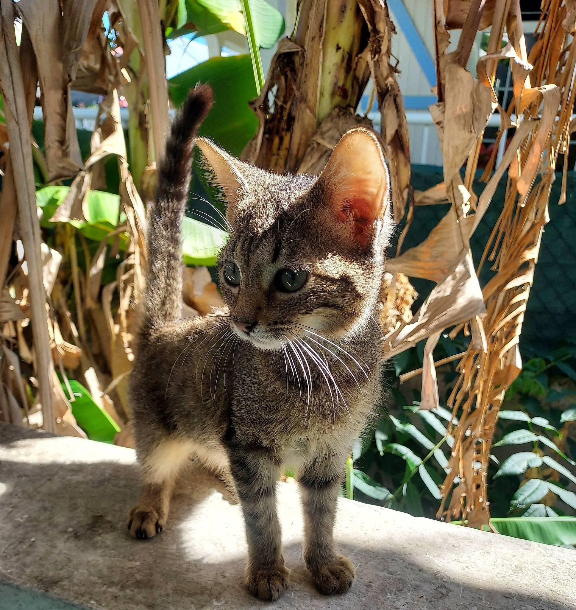 Ana a rejoint le concours — aidez-le/la à gagner de superbes lots ! carnivore, cat, claw, domestic_short_haired_cat, fawn, felidae, fur, grass, plant, small_to_medium_sized_cats, snout, tail, terrestrial_animal, terrestrial_plant, tree, trunk, twig, whiskers, wildlife, wood