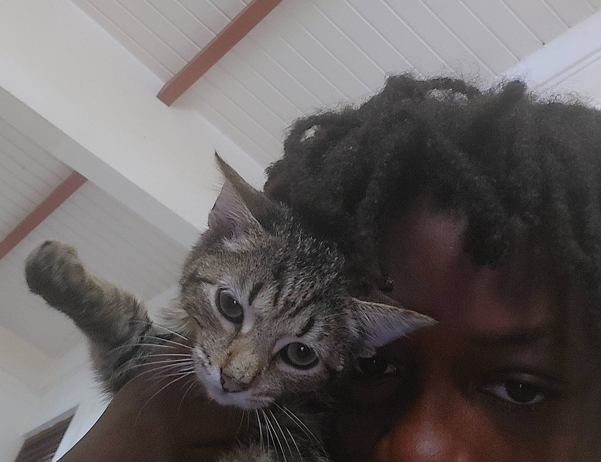 Ana participe au concours pour gagner de l'argent avec cette photo : carnivore, cat, claw, domestic_short_haired_cat, ear, felidae, fur, head, mammal, paw, selfie, small_to_medium_sized_cats, snout, tail, tree, whiskers, window