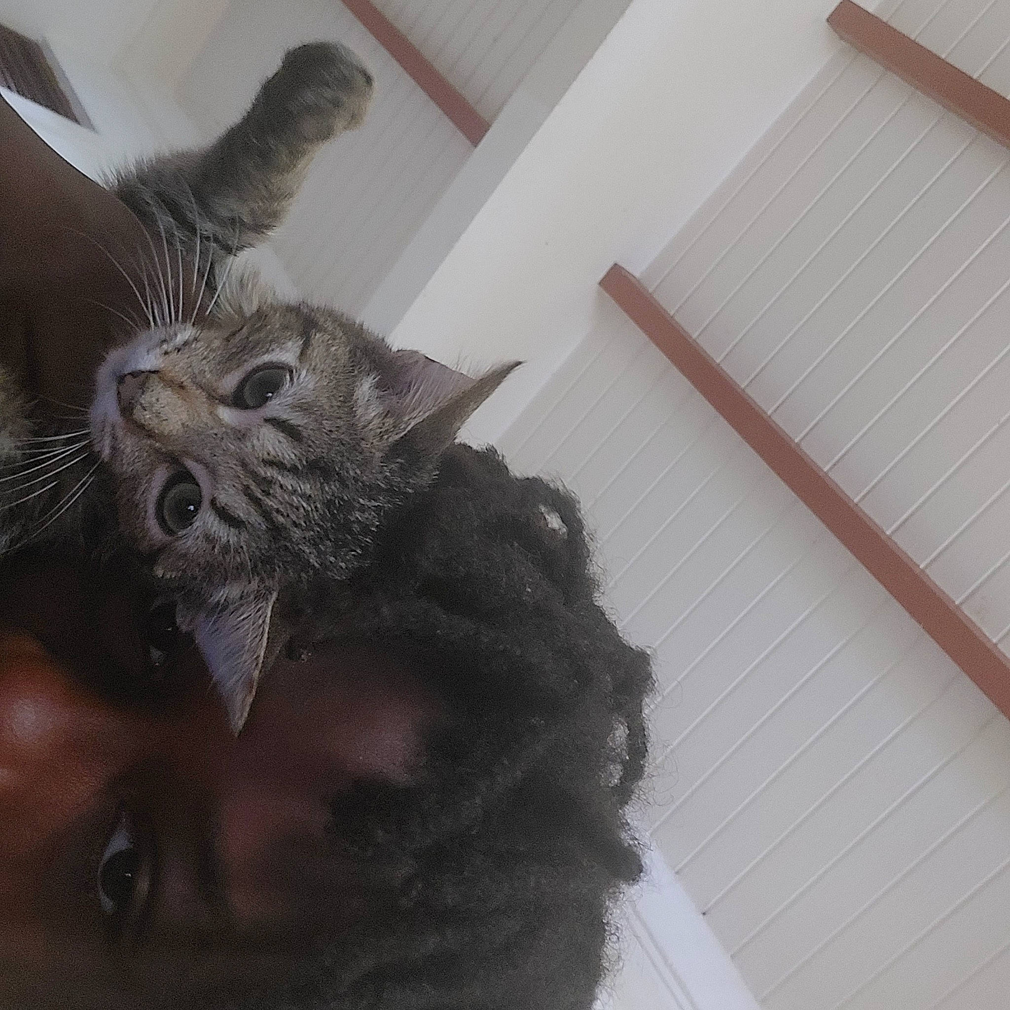 Ana a rejoint le concours — aidez-le/la à gagner de superbes lots ! carnivore, cat, claw, comfort, domestic_short_haired_cat, ear, fawn, felidae, fur, gesture, grey, nap, paw, small_to_medium_sized_cats, snout, tail, whiskers, window, wood