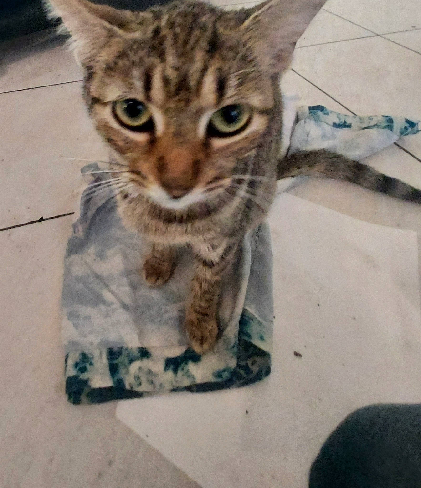 Mimine a rejoint le concours — aidez-le/la à gagner de superbes lots ! camouflage, carnivore, cat, claw, domestic_short_haired_cat, eye, felidae, fur, head, illustration, metal, military_camouflage, paw, small_to_medium_sized_cats, snout, square, tail, terrestrial_animal, visual_arts, whiskers