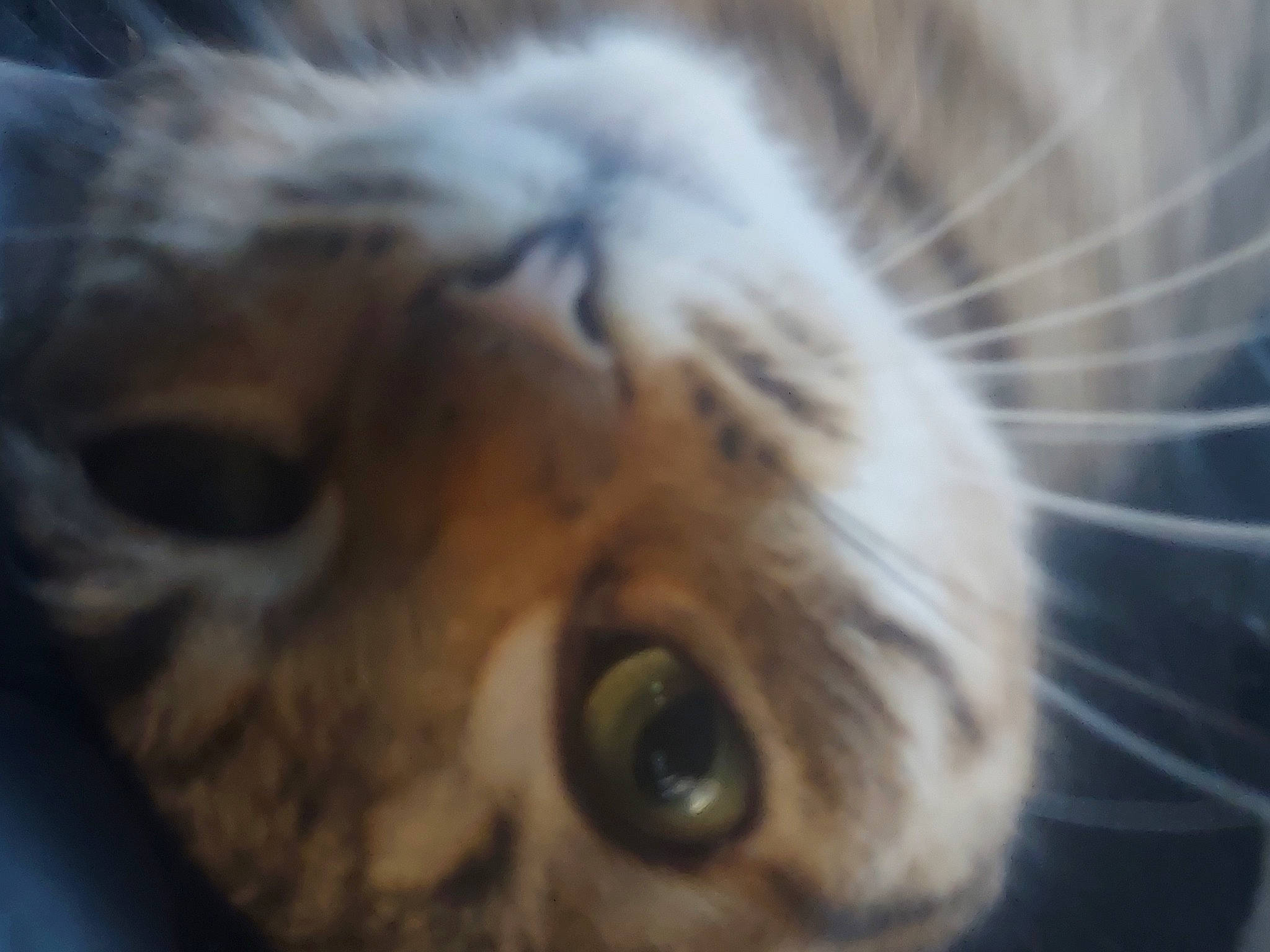 Mimine participe au concours pour gagner de l'argent avec cette photo : canidae, carnivore, cat, close_up, domestic_short_haired_cat, ear, fawn, felidae, fur, iris, macro_photography, paw, small_to_medium_sized_cats, snout, terrestrial_animal, whiskers, wildlife, wood