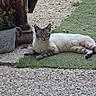 animal, cat, ears, eyes, feline, flower_pot, fur, garden, green_turf, nature, outdoor, pet, plant, relaxed, resting, statue, stone_path, tail, whiskers, wildlife