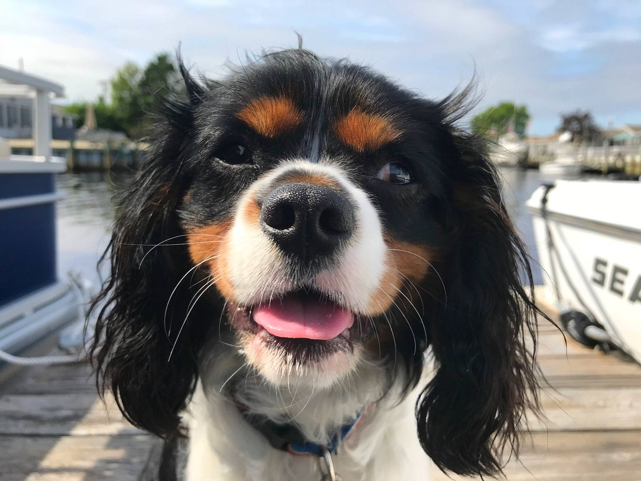 Jax is registered to the contest to win money with this photo: bernese_mountain_dog, canidae, carnivore, cavalier_king_charles_spaniel, companion_dog, dog, dog_breed, french_spaniel, king_charles_spaniel, mammal, phalene, rare_breed_dog, snout, spaniel, sporting_group, toy_dog, vertebrate, working_dog