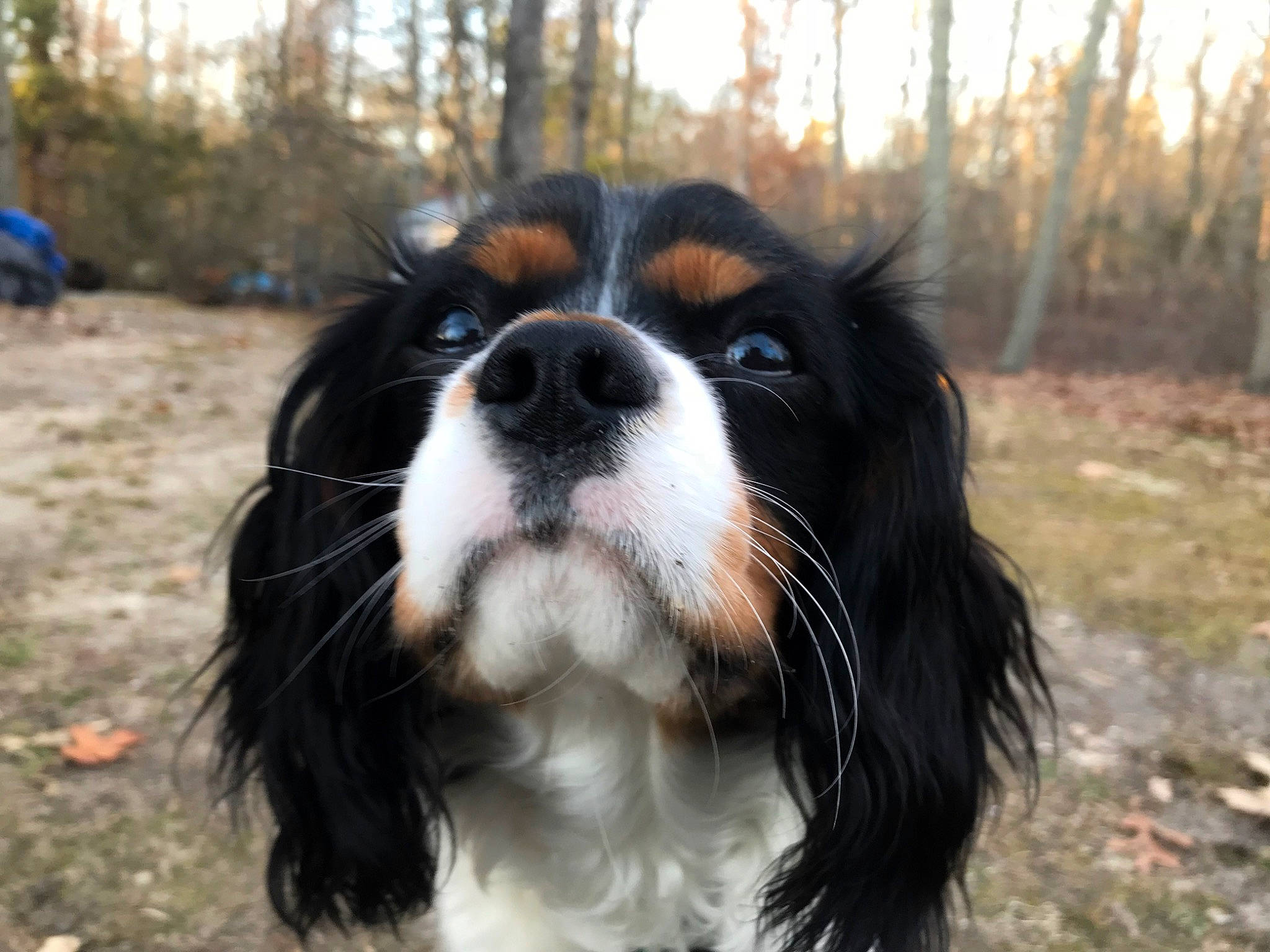 Jax is registered to the contest to win money with this photo: bernese_mountain_dog, canidae, carnivore, cavalier, cavalier_king_charles_spaniel, cocker_spaniel, companion_dog, dog, dog_breed, french_spaniel, king_charles_spaniel, mammal, phalene, rare_breed_dog, russian_spaniel, snout, spaniel, sporting_group, toy_dog, vertebrate