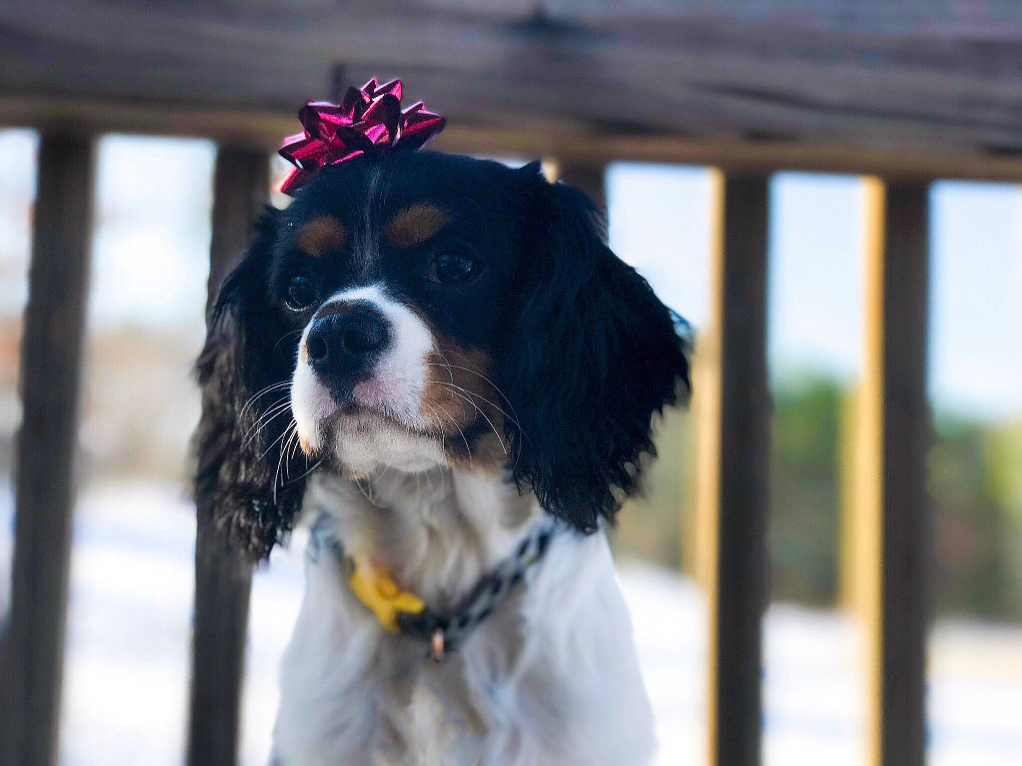 Jax joined the competition — help win amazing prizes! canidae, carnivore, cavalier_king_charles_spaniel, companion_dog, dog, dog_breed, french_spaniel, king_charles_spaniel, mammal, phalene, puppy, rare_breed_dog, snout, spaniel, sporting_group, toy_dog, vertebrate
