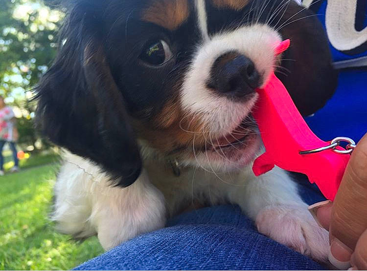 Jax joined the competition — help win amazing prizes! canidae, carnivore, cavalier, cavalier_king_charles_spaniel, companion_dog, dog, dog_breed, king_charles_spaniel, mammal, phalene, puppy, puppy_love, rare_breed_dog, snout, spaniel, sporting_group, toy_dog, vertebrate