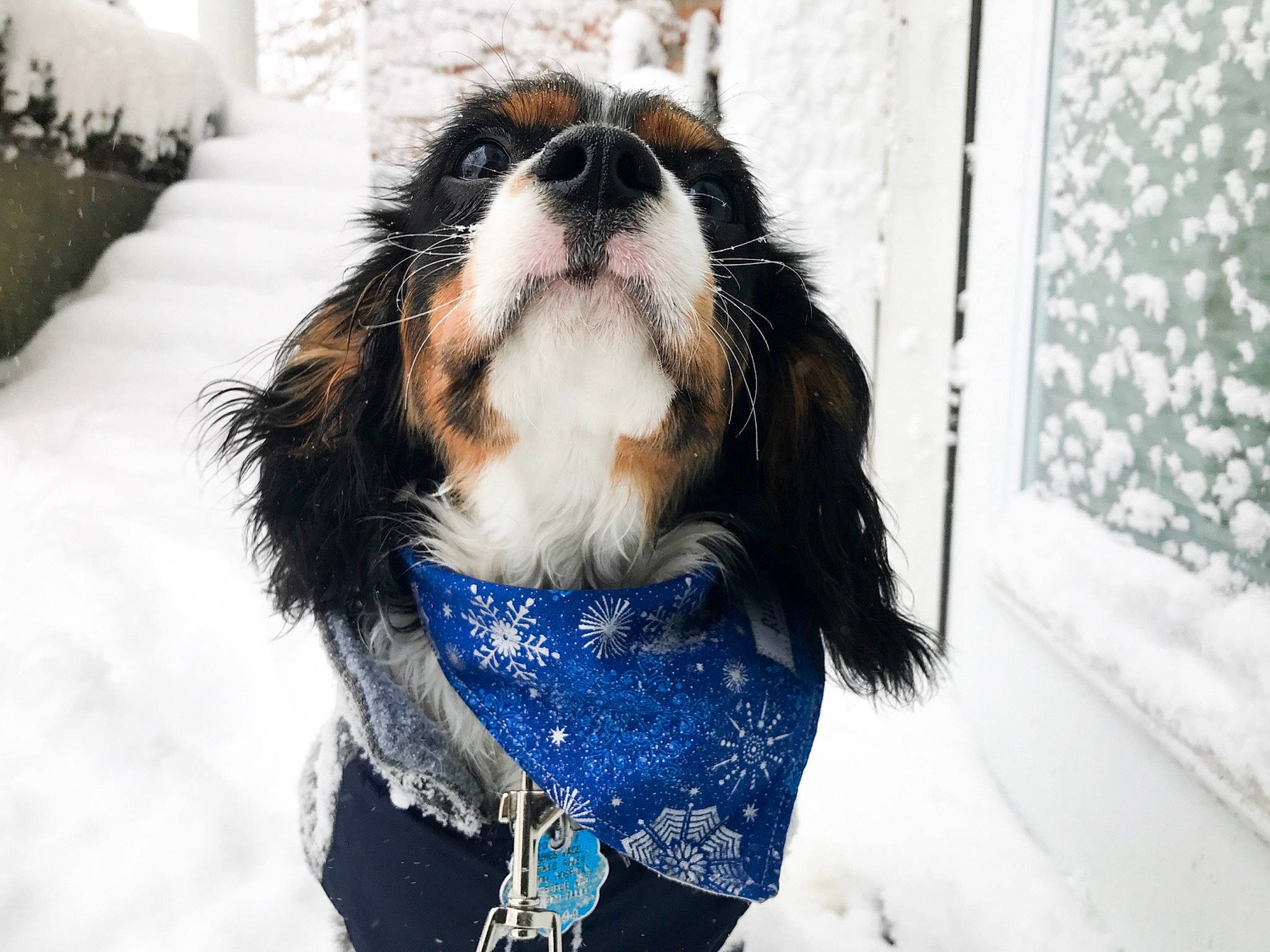 Jax joined the competition — help win amazing prizes! bernese_mountain_dog, canidae, carnivore, cavalier_king_charles_spaniel, companion_dog, dog, dog_breed, dog_clothes, fur, king_charles_spaniel, phalene, snout, snow, spaniel, sporting_group, toy_dog, winter