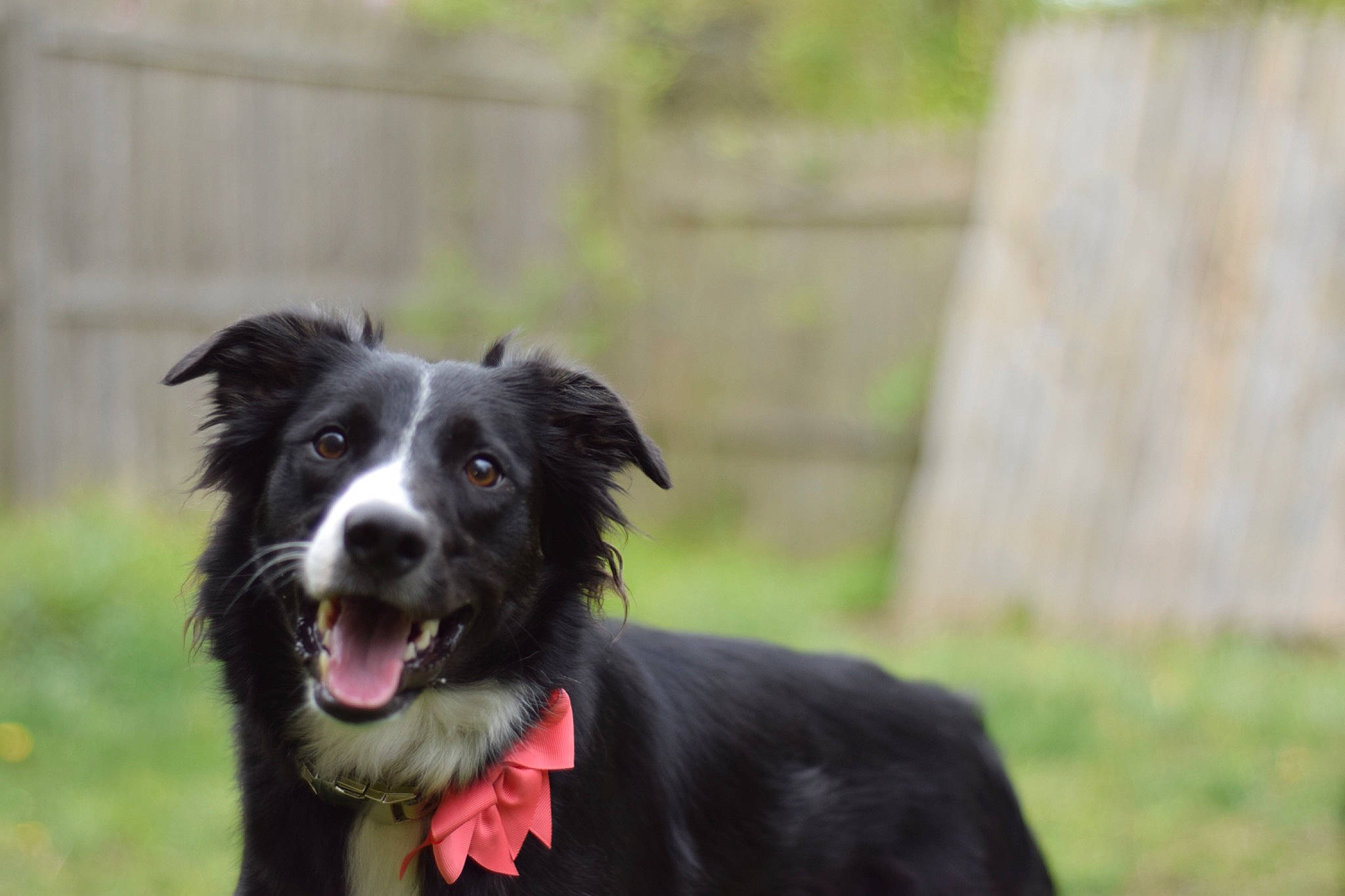 Kiara is registered to the contest to win money with this photo: australian_collie, australian_shepherd, border_collie, canidae, carnivore, companion_dog, dog, dog_breed, english_shepherd, herding_dog, mammal, mcnab, rare_breed_dog, snout, sporting_group, stabyhoun, vertebrate, welsh_sheepdog, working_dog