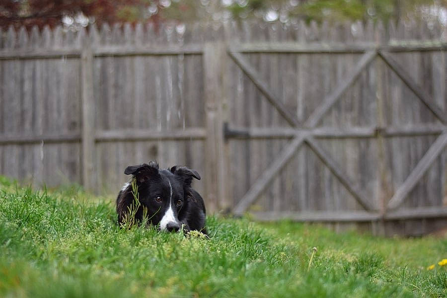 Kiara is registered to the contest to win money with this photo: border_collie, canidae, carnivore, dog, dog_breed, grass, grass_family, lawn, pasture, plant, sporting_group, stabyhoun