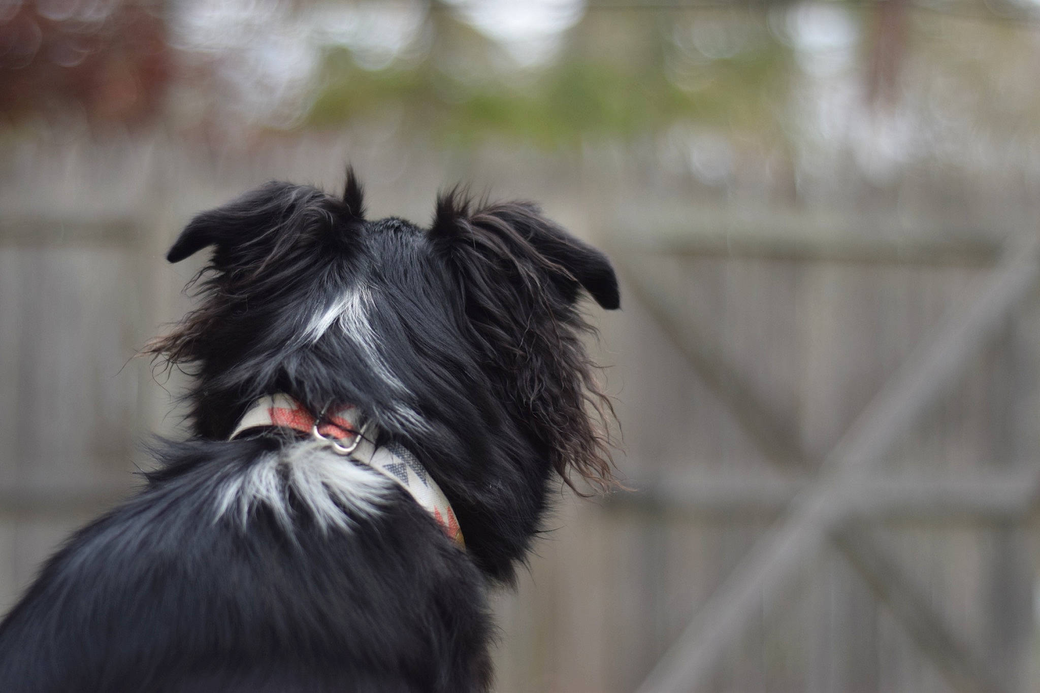 Kiara is registered to the contest to win money with this photo: affenpinscher, canidae, carnivore, companion_dog, dog, dog_breed, ear, pyrenean_shepherd, snout, sporting_group, terrier, tibetan_terrier