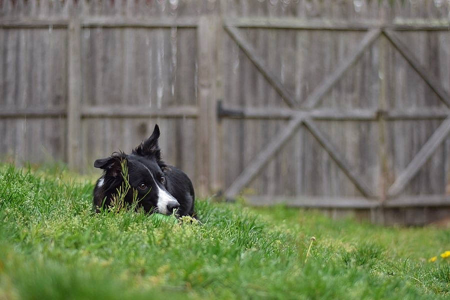 Kiara is registered to the contest to win money with this photo: border_collie, canidae, carnivore, dog, dog_breed, grass, karelian_bear_dog, lawn, mammal, mcnab, non_sporting_group, plant, sporting_group, vertebrate
