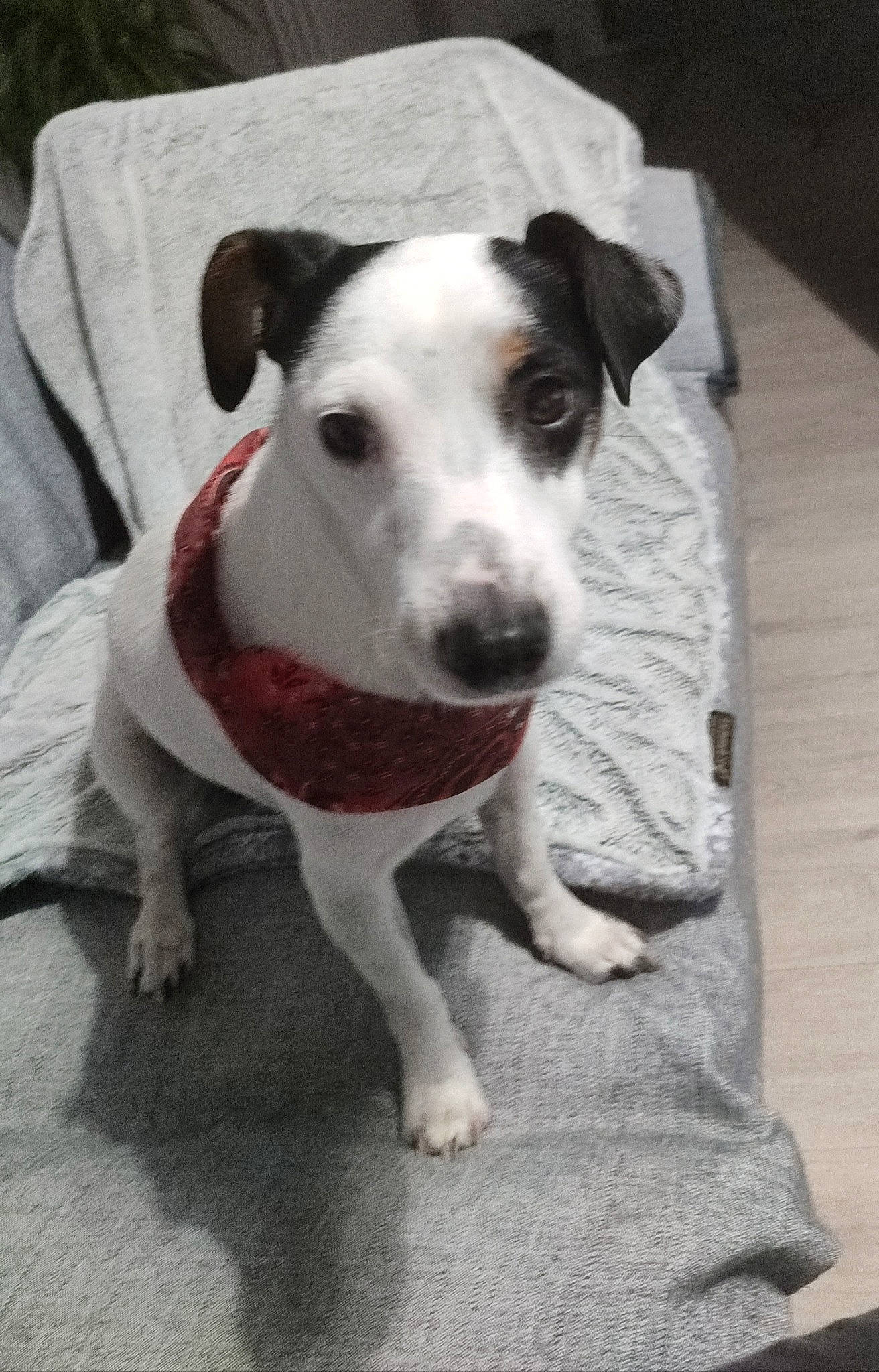 Oréo participe au concours pour gagner de l'argent avec cette photo : canidae, carnivore, collar, companion_dog, dog, dog_breed, dog_collar, dog_supply, fawn, grey, non_sporting_group, paw, pet_supply, snout, sporting_group, street_dog, terrestrial_animal, terrier, whiskers, working_animal