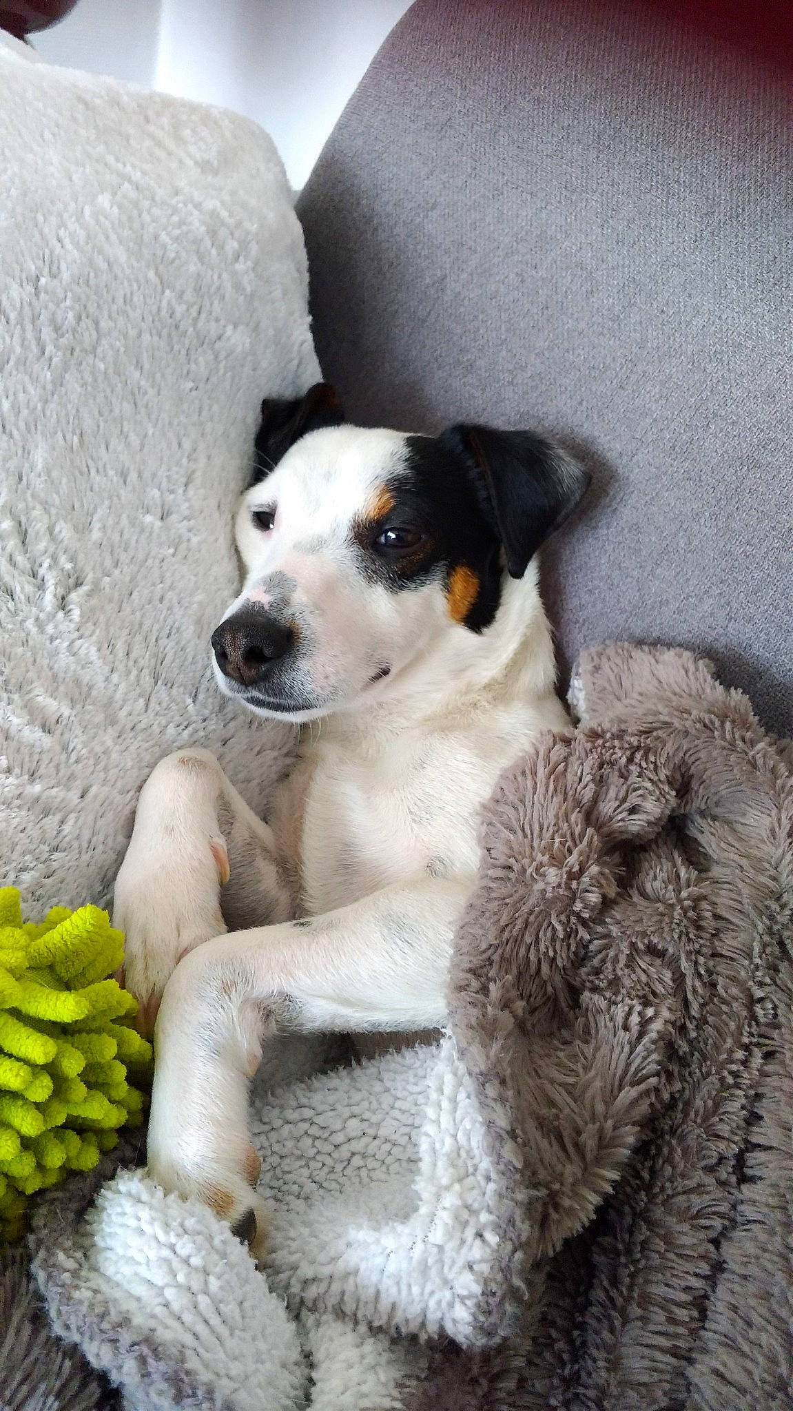 Oréo participe au concours pour gagner de l'argent avec cette photo : canidae, carnivore, comfort, companion_dog, dog, dog_breed, paw, rock, snout, sporting_group, terrestrial_animal, working_animal