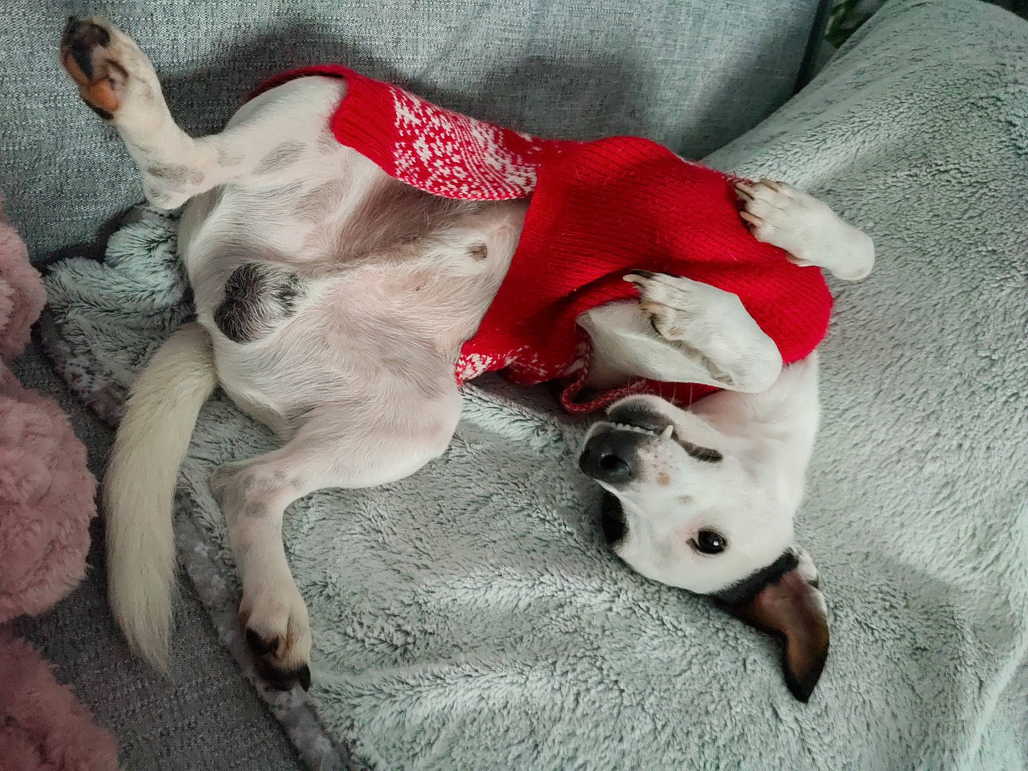 Oréo a rejoint le concours — aidez-le/la à gagner de superbes lots ! canidae, carmine, carnivore, collar, comfort, companion_dog, dog, dog_breed, dog_supply, fawn, fur, non_sporting_group, paw, pet_supply, snout, sporting_group, tail, toy_dog, whiskers, working_animal