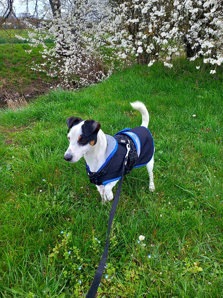 Oréo participe au concours pour gagner de l'argent avec cette photo : blossom, canidae, carnivore, collar, companion_dog, dog, dog_breed, dog_collar, dog_supply, flower, grass, grassland, groundcover, pet_supply, plant, shrub, sporting_group, tail, tree, working_animal