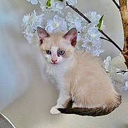 Shelby a rejoint le concours — aidez-le/la à gagner de superbes lots ! kitten, cat, blue_eyes, white_flowers, branch, fluffy, pet, animal, cute, feline, indoor, soft_texture, sitting, curious, young, small, adorable, portrait, nature, calm