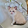 kitten, cat, blue_eyes, white_flowers, branch, fluffy, pet, animal, cute, feline, indoor, soft_texture, sitting, curious, young, small, adorable, portrait, nature, calm