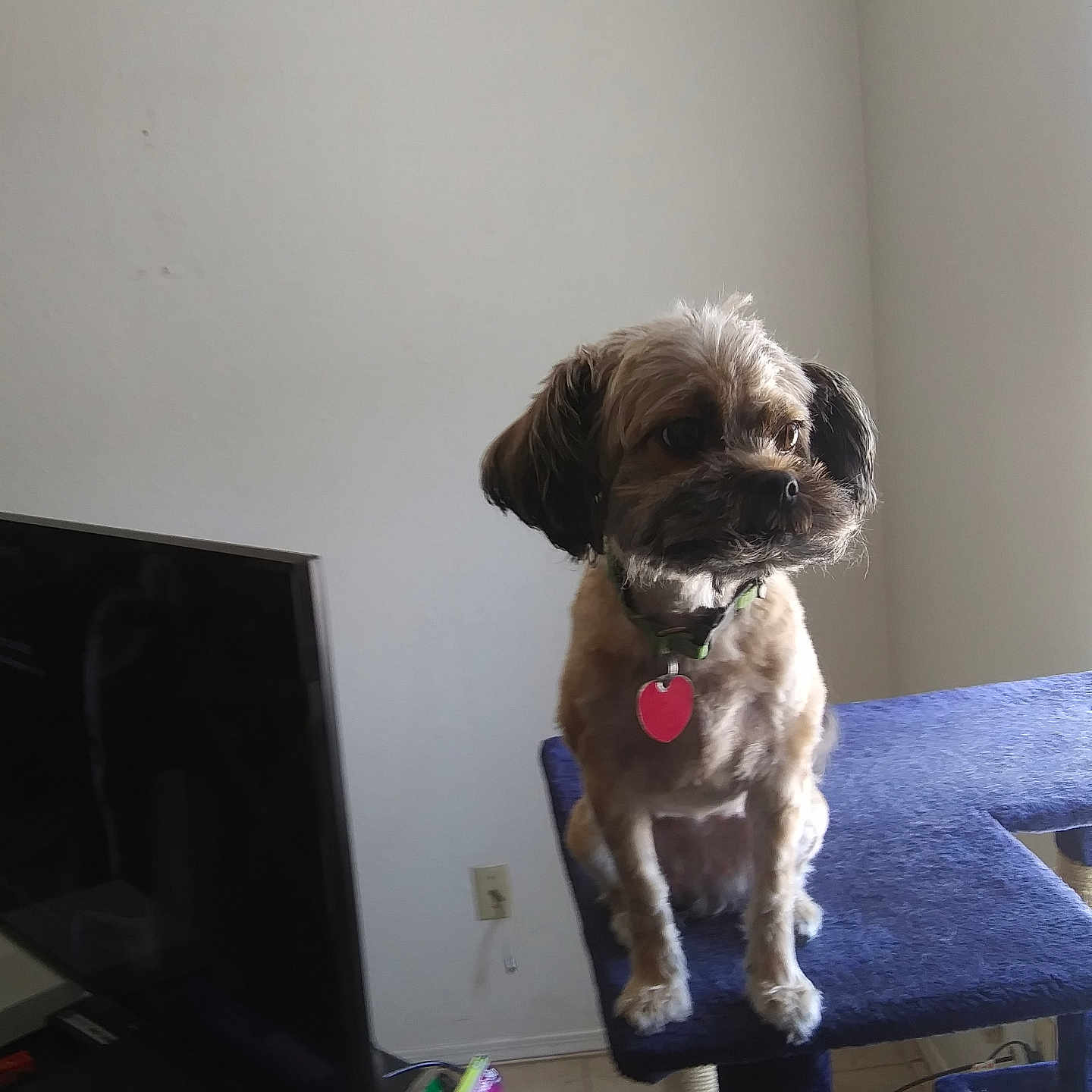 Mia joined the competition — help win amazing prizes! alert, blue, box, cat_tree, collar, cord, curious, dog, floor, furniture, indoor, pet, sitting, small_dog, smoke_detector, table, tag, television, tile, wall