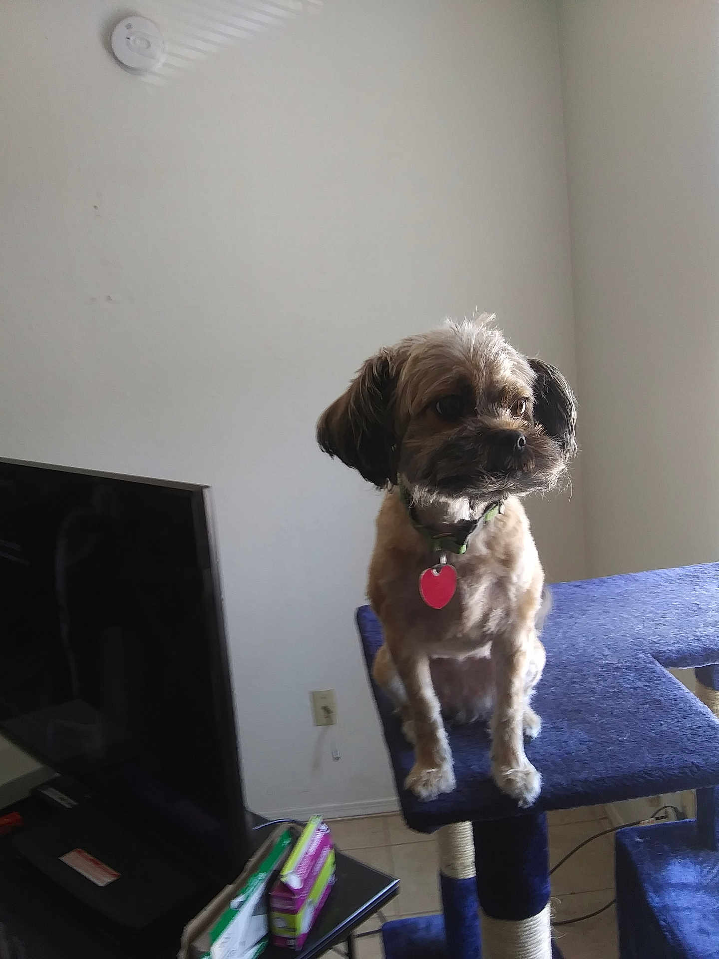 Mia