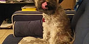 Mia joined the competition — help win amazing prizes! dog, tongue_out, pillow, couch, indoor, furniture, pet, sitting, home, scruffy, blue_couch, patterned_pillow, brown_dog, medium_fur, relaxed, living_room, shelf, cardboard_box, domestic_animal, casual