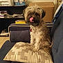 dog, tongue_out, pillow, couch, indoor, furniture, pet, sitting, home, scruffy, blue_couch, patterned_pillow, brown_dog, medium_fur, relaxed, living_room, shelf, cardboard_box, domestic_animal, casual