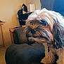 Mia is registered to the contest to win money with this photo: dog, indoor, sofa, furniture, pet, animal, brown_fur, long_hair, shaggy, looking_away, cozy, home, sitting, table, shelf, domestic, cute, companion, calm, living_room