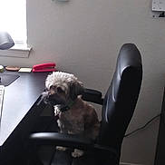 Mia joined the competition — help win amazing prizes! dog, office_chair, desk, window, corkboard, calendar, tile_floor, lamp, computer_keyboard, post_it_notes, stationery, indoor, pet, small_dog, black_chair, light, workplace, furniture, home_office, collar
