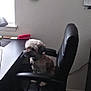 dog, office_chair, desk, window, corkboard, calendar, tile_floor, lamp, computer_keyboard, post_it_notes, stationery, indoor, pet, small_dog, black_chair, light, workplace, furniture, home_office, collar