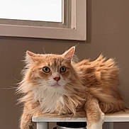 Coco joined the competition — help win amazing prizes! cat, orange_cat, white_fur, fluffy, indoor, window, shelf, pet, animal, relaxed, feline, portrait, looking, cute, domestic_cat, whiskers, ears, paws, fur, household