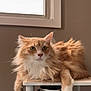 cat, orange_cat, white_fur, fluffy, indoor, window, shelf, pet, animal, relaxed, feline, portrait, looking, cute, domestic_cat, whiskers, ears, paws, fur, household