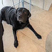 Nikita a rejoint le concours — aidez-le/la à gagner de superbes lots ! black_labrador, dog, indoor, floor, tile, chair, metal_leg, fire_extinguisher, pet, animal, canine, looking_up, waiting, resting, companion, cute, domestic, flooring, quiet, calm