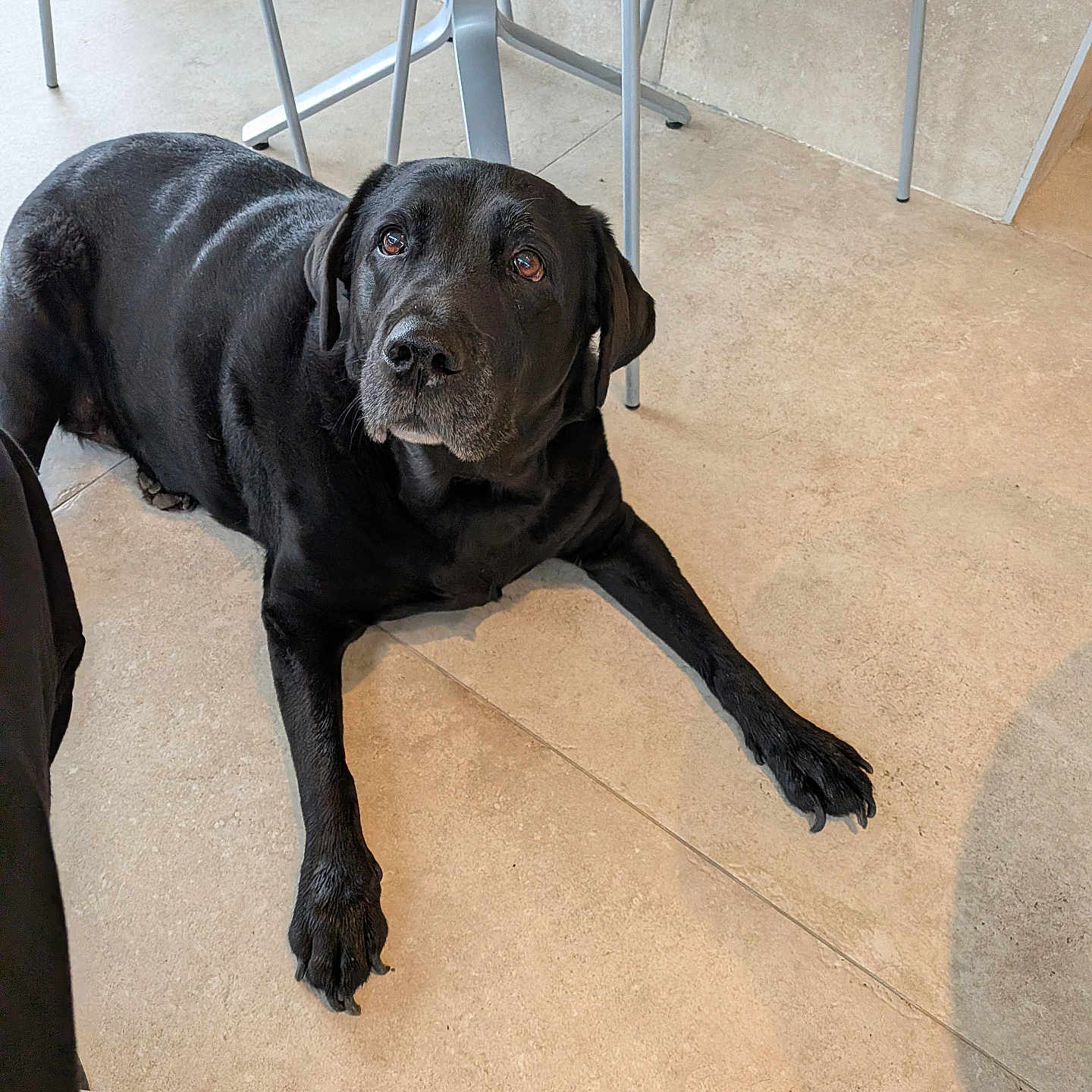 Nikita a rejoint le concours — aidez-le/la à gagner de superbes lots ! animal, black_labrador, calm, canine, chair, companion, cute, dog, domestic, fire_extinguisher, floor, flooring, indoor, looking_up, metal_leg, pet, quiet, resting, tile, waiting