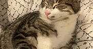 Smoky participe au concours pour gagner de l'argent avec cette photo : animal, bed, blanket, bodypart, cat, couch, cushion, face, finger, furniture, hand, head, homedecor, kitten, manx, person, pet, photography, portrait, sleeping