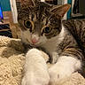 cat, tabby, paw, close_up, indoor, blanket, curious, pet, animal, feline, whiskers, fur, cozy, relaxed, home, cute, looking, soft, texture, domestic