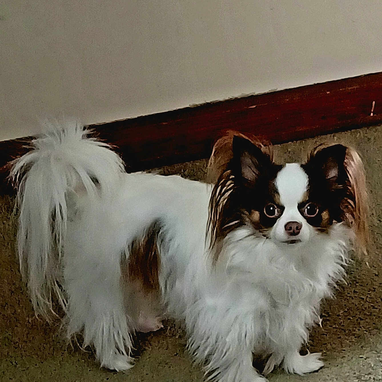 Maci is registered to the contest to win money with this photo: alert, animal, baseboard, brown_fur, carpet, chihuahua, companion, cute, dog, ears, fur, household, indoor, long_hair, looking_at_camera, pet, small_dog, standing, tail, white_fur