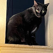 Raven joined the competition — help win amazing prizes! cat, black_cat, feline, pet, animal, sitting, portrait, indoors, doorway, window, woodwork, dark_background, yellow_eyes, whiskers, pointed_ears, black_fur, long_fur, groomed, moody, closeup