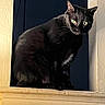 cat, black_cat, feline, pet, animal, sitting, portrait, indoors, doorway, window, woodwork, dark_background, yellow_eyes, whiskers, pointed_ears, black_fur, long_fur, groomed, moody, closeup