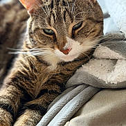 Buddy is registered to the contest to win money with this photo: cat, tabby, pet, animal, feline, close_up, portrait, whiskers, striped_fur, green_eyes, pink_nose, ears, paws, lying_down, relaxed, sleepy, blanket, cozy, indoors, bed