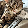 cat, tabby, pet, animal, feline, close_up, portrait, whiskers, striped_fur, green_eyes, pink_nose, ears, paws, lying_down, relaxed, sleepy, blanket, cozy, indoors, bed