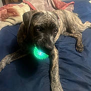 Enkidu joined the competition — help win amazing prizes! dog, brindle, pet, bed, blanket, blue_bedspread, toy, glowing_ball, indoor, playful, animal, mouth, paw, lying_down, curious, canine, fur, domestic, resting, closeup