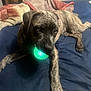 dog, brindle, pet, bed, blanket, blue_bedspread, toy, glowing_ball, indoor, playful, animal, mouth, paw, lying_down, curious, canine, fur, domestic, resting, closeup