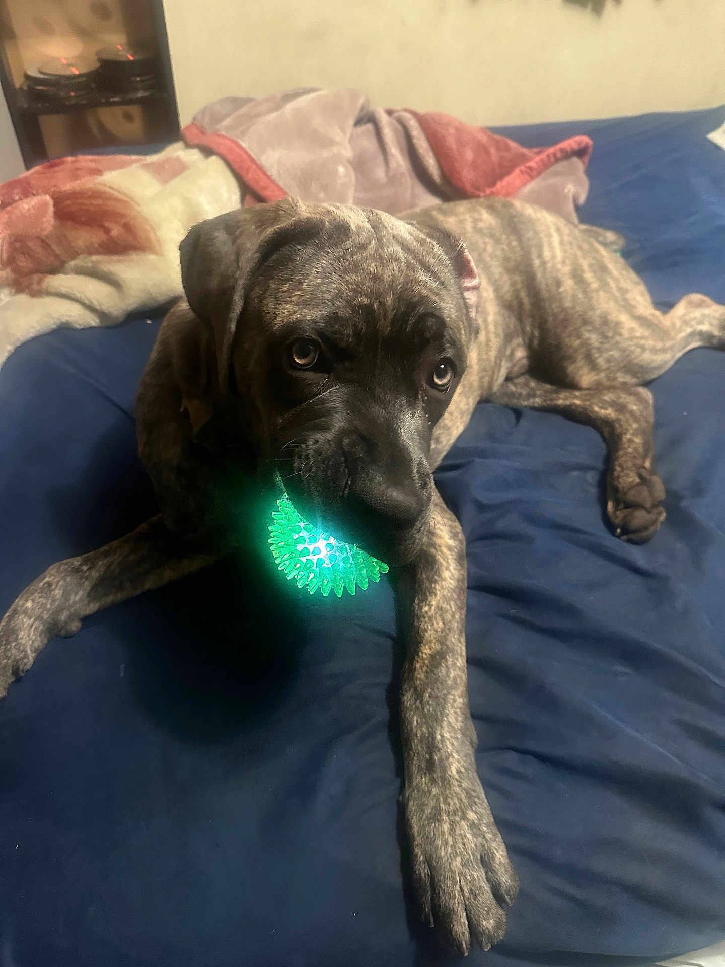 Enkidu joined the competition — help win amazing prizes! dog, brindle, pet, bed, blanket, blue_bedspread, toy, glowing_ball, indoor, playful, animal, mouth, paw, lying_down, curious, canine, fur, domestic, resting, closeup