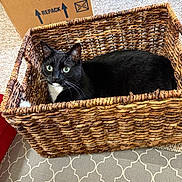 Bee'Ah joined the competition — help win amazing prizes! cat, basket, indoor, black_cat, white_chest, woven_basket, carpet, cardboard_box, shoes, curious, relaxed, pet, feline, home, cozy, patterned_rug, floor, fur, animal, resting