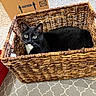 cat, basket, indoor, black_cat, white_chest, woven_basket, carpet, cardboard_box, shoes, curious, relaxed, pet, feline, home, cozy, patterned_rug, floor, fur, animal, resting
