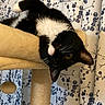 Bee'Ah joined the competition — help win amazing prizes! cat, tuxedo_cat, cat_tree, upside_down, yellow_eyes, curious, indoor, pet, feline, whiskers, ears, paw, scratching_post, beige, floral_curtain, blue_flowers, purple_flowers, home, cozy, animal