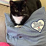 Bee'Ah joined the competition — help win amazing prizes! cat, tuxedo_cat, pillow, blue_pillow, heart_patch, embroidery, knitted_blanket, pastel_colors, pink_plush, sofa, indoor, cozy, pet, whiskers, fur, resting, cute, domestic_animal, closeup, comfort