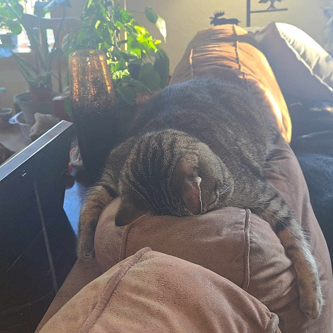 Big Mo is registered to the contest to win money with this photo: adult, animal, architecture, armchair, building, cat, chair, couch, cushion, furniture, homedecor, indoors, lamp, livingroom, male, man, person, pet, plant, room