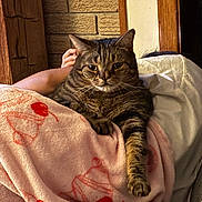 Loki is registered to the contest to win money with this photo: cat, tabby_cat, blanket, pink_blanket, cherry_pattern, paw, feline, indoor, cozy, relaxing, human_arm, wooden_wall, couch, soft_texture, resting, pet, companion, fur, striped, comfortable