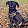 Baylee
